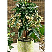 Piardino Baya de Navidad (Ardisia crenata, Tamaño de maceta: 14 cm, Amarillo) | BAUHAUS