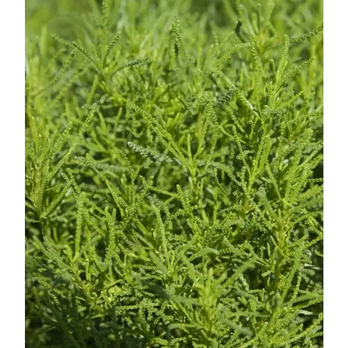Piardino Santolina Oliva - Santolina chamaecyparissus - Primer plano de una exuberante enebro 'Nana' de hoja perenne.