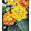 Piardino Lantana (Lantana Camara, Tamaño de maceta: 18 cm) | BAUHAUS