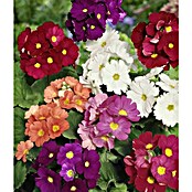 Piardino Prímula (Primula obconica, Tamaño de maceta: 12 cm, En función de la variedad) | BAUHAUS
