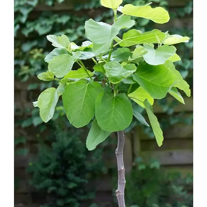 Feigenbaum - Ficus carica 'Firoma' ®, Topfvolumen: 10 l - Ein junger Feigenbaum präsentiert seine gesunden, grünen Blätter und seinen kräftigen Stamm vor einem Hintergrund aus üppigem Grün.