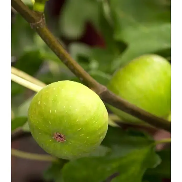 Feigenbaum - Ficus carica 'Firoma' ®, Topfvolumen: 10 l - Nahaufnahme von zwei grünen, reifen Feigen, die an einem Ast hängen und zum Verzehr einladen.