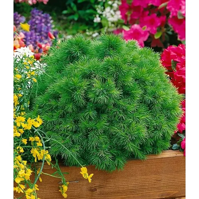 Picea blanca - Picea glauca, Tamaño de maceta: 3 cm - Una vista cercana de una picea enana verde en una jardinera, rodeada de flores coloridas, creando una pacífica escena de jardín.