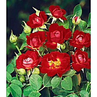 Piardino Rosa híbrida (Rosal Hybrido, Rojo)
