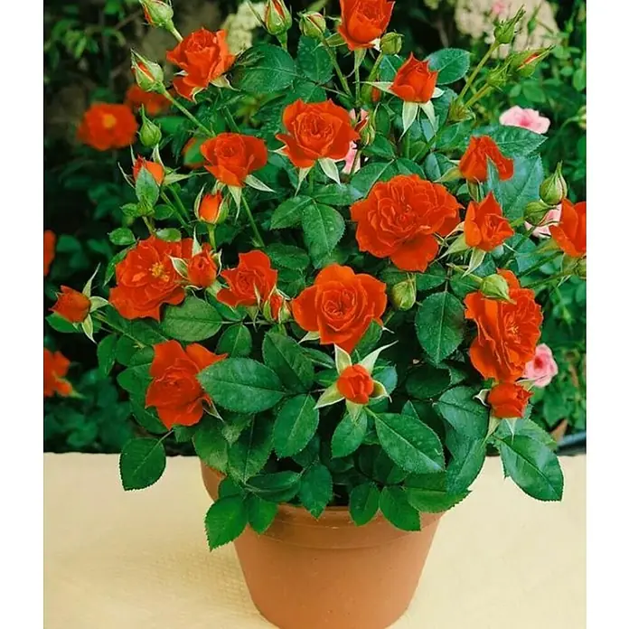 Piardino Rosa híbrida - Rosal Hybrido, Rojo - Una exuberante maceta de rosas miniatura rojas vibrantes, que añaden un ambiente animado y cálido a cualquier espacio. ¡Perfecto!