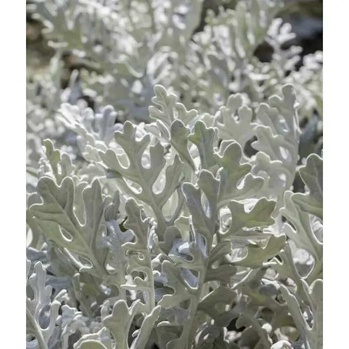 Piardino Cineraria - Cineraria, Tamaño de maceta: 14 cm - Primer plano de hojas plateadas de Senecio cineraria, mostrando su textura aterciopelada y formas intrincadas.