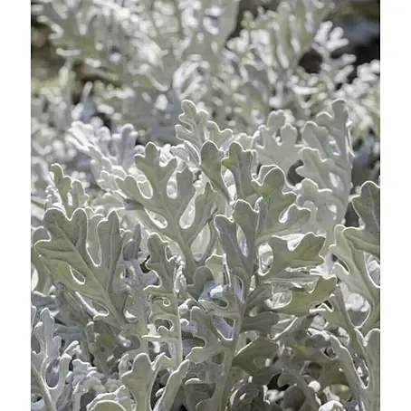 Piardino  Cineraria