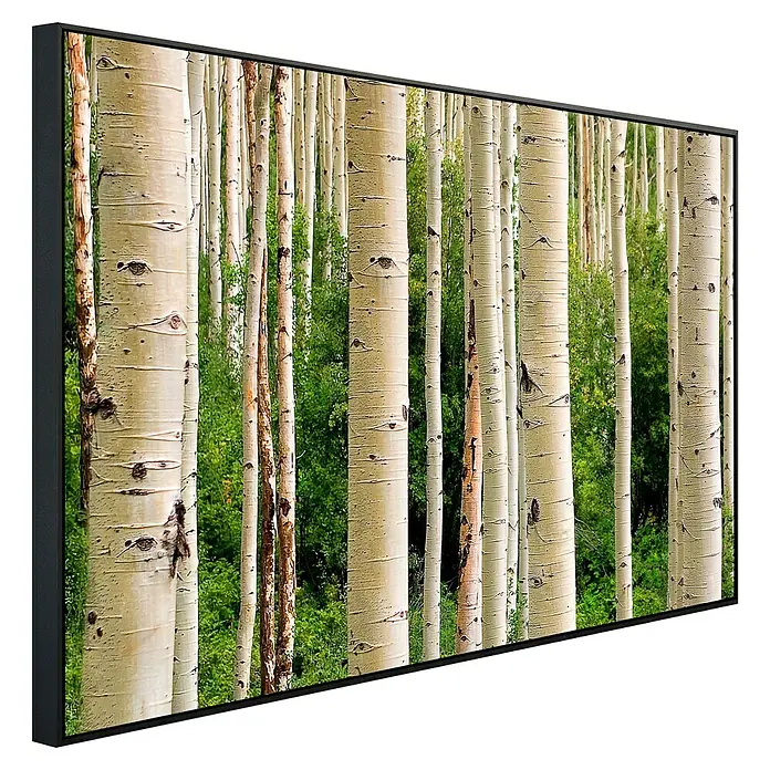 Papermoon Infrarot-Bildheizkörper Aspen Woods im Sommer - 60 x 50 cm, 350 W - Leinwandbild mit Birkenwald, zeigt eine dichte Ansammlung von Bäumen mit heller Rinde und grüner Vegetation im Hintergrund, gerahmt in dunklem Finish.