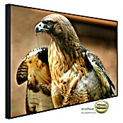 Papermoon Infrarot-Bildheizkörper Red Tail Hawk (60 x 50 cm, 350 W) | BAUHAUS