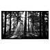 Papermoon Infrarot-Bildheizkörper Forest Morgen in schwarz+weiss 