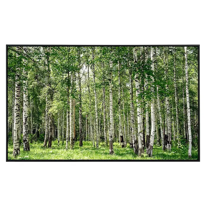 Papermoon Infrarot-Bildheizkörper Birkenwald 160 x 60 cm, 350 W - Helle Birkenstämme ragen in einem grünen Wald empor, die ein ruhiges, natürliches Ambiente schaffen. Das Sonnenlicht filtert sanft durch die Blätter.