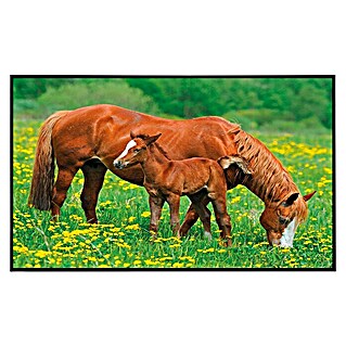 Papermoon Infrarot-Bildheizkörper Pferde (60 x 60 cm, 350 W)