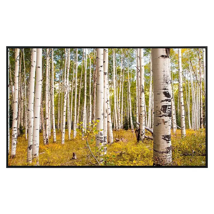 Papermoon Infrarot-Bildheizkörper Birken in Colorado Rocky Mountains - 600 x 500 mm, 350 W - Blick auf einen Birkenwald mit weißer Rinde im Herbst. Die Bäume bilden einen schönen Kontrast zum gelben Laub am Boden.