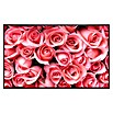 Papermoon Infrarot-Bildheizkörper Rosa Rosenblumen (120 cm x 600 mm, 1 000 W) | BAUHAUS