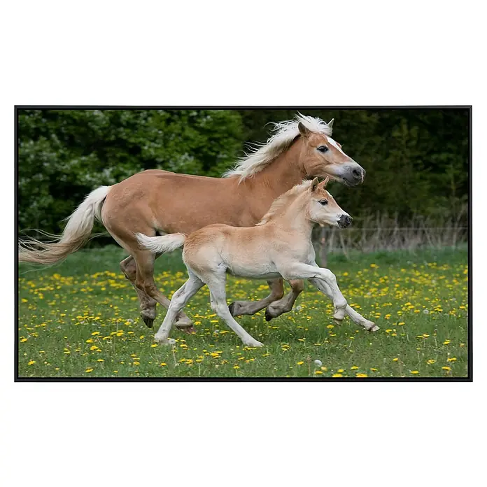 Papermoon Infrarot-Bildheizkörper Pferde 2 - 90 x 50 cm, 450 W - Ein Haflinger und sein Fohlen rennen über eine gelbe Blumenwiese, umgeben von grünen Bäumen.