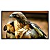 Papermoon Infrarot-Bildheizkörper Red Tail Hawk 