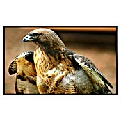 Papermoon Infrarot-Bildheizkörper Red Tail Hawk (60 x 50 cm, 350 W) | BAUHAUS