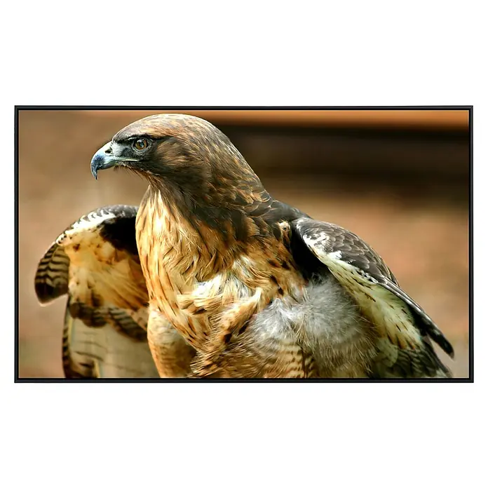 Papermoon Infrarot-Bildheizkörper Red Tail Hawk - 60 x 50 cm, 350 W - Nahaufnahme eines prächtigen Raufußbussards mit detailreichen Federn und durchdringendem Blick.