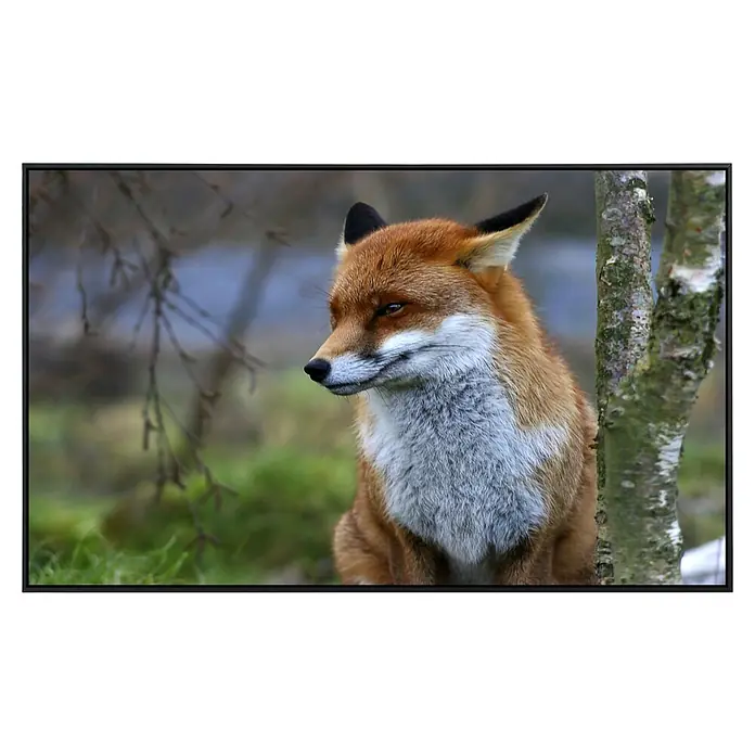 Papermoon Infrarot-Bildheizkörper Roter Fuchs - 120 x 60 cm, 1.000 W - Ein atemberaubendes Porträt eines Rotfuchses, der aufmerksam in der Natur sitzt. Sein Fell ist leuchtend rot und weiß.