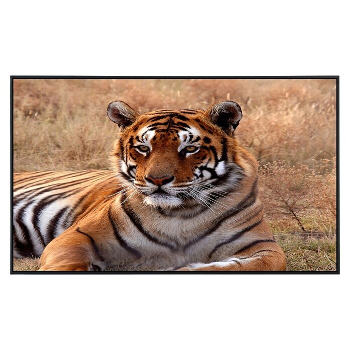 Papermoon Infrarot-Bildheizkörper Tiger (600 x 500 mm, 350 W) | BAUHAUS