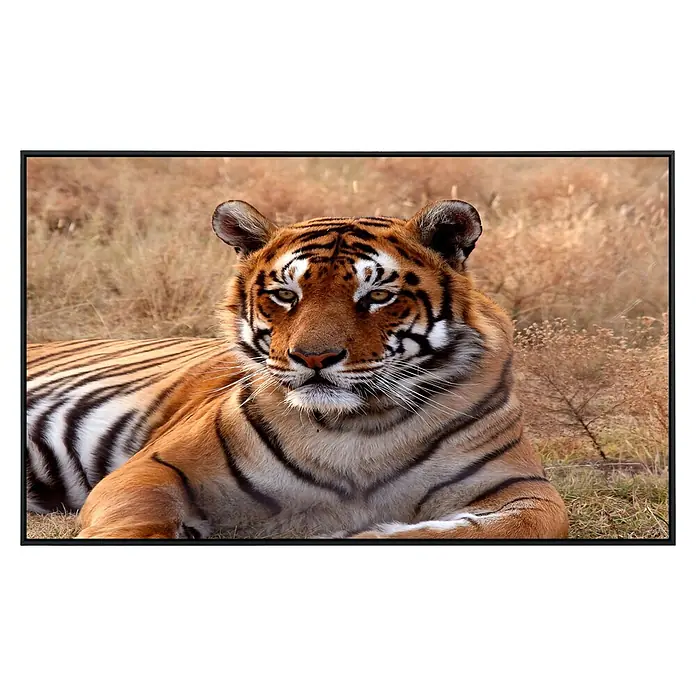 Papermoon Infrarot-Bildheizkörper Tiger - 100 cm x 600 mm, 800 W - Nahaufnahme eines Tigers, der aufmerksam in seinem natürlichen Lebensraum liegt und dessen Fellmuster und Augen Details hervorheben.
