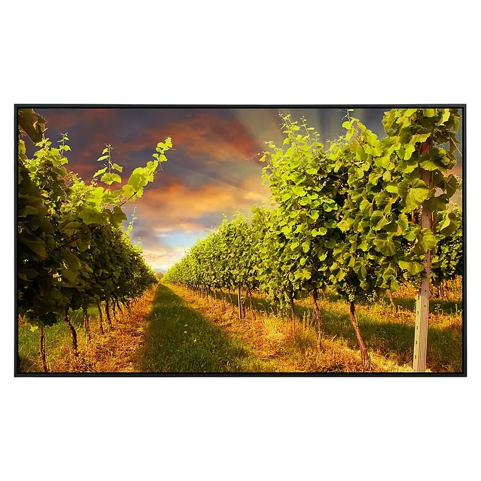 Papermoon Infrarot-Bildheizkörper Weinberg im Sonnenuntergang100 x 60 cm, 600 W - Ein Landschaftsbild zeigt eine Weinreben Plantage, die bis zum Horizont reicht und eine ruhige, natürliche Umgebung darstellt.