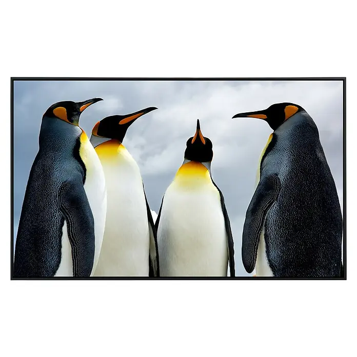 Papermoon Infrarot-Bildheizkörper König Pinguins100 x 60 cm, 600 W - Schwarz gerahmtes Bild von vier aufmerksam blickenden Königspinguinen vor einem grauen Himmel.