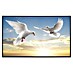 Papermoon Infrarot-Bildheizkörper Weiße Tauben 