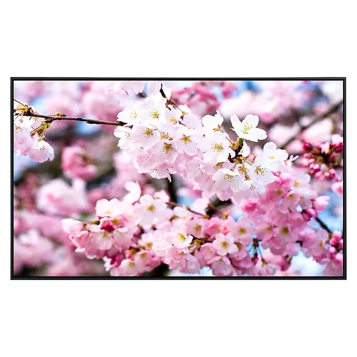 Papermoon Infrarot-Bildheizkörper Kirschblüten 2 - 120 x 60 cm, 1.000 W - Nahaufnahme der zarten, rosa Blüten eines blühenden Kirschbaums, präsentiert auf einem modernen Bildschirm.