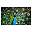 Papermoon Infrarot-Bildheizkörper Pfau (120 x 60 cm, 1 200 W) | BAUHAUS