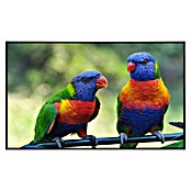 Papermoon Infrarot-Bildheizkörper Regenbogen Lorikeets Vögel (100 x 60 cm, 600 W) | BAUHAUS