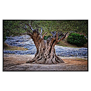 Papermoon Infrarot-Bildheizkörper Alte Olivenbaumstämme (80 x 60 cm, 450 W)