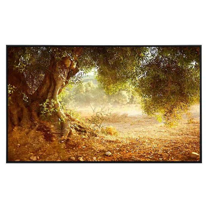 Papermoon Infrarot-Bildheizkörper Alter Olivenbaum - 100 x 60 cm, 600 W - Ein Olivenbaum mit dichtem Laub bietet Schatten und eine malerische Aussicht auf die Landschaft im Hintergrund.