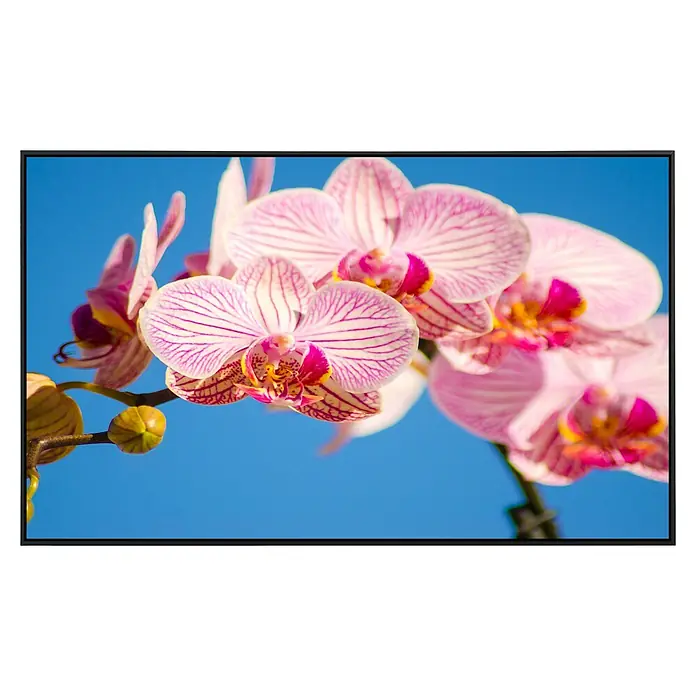Papermoon Infrarot-Bildheizkörper Rosa Phalaenopsis Orchidee - 90 x 50 cm, 450 W - Nahaufnahme einer Gruppe rosa gestreifter Orchideenblüten vor einem strahlend blauen Himmel, die die zarte Schönheit der Blüten hervorhebt.