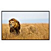 Papermoon Infrarot-Bildheizkörper Löwe in Masai Mara Kenia (120 x 60 cm, 1 000 W) | BAUHAUS