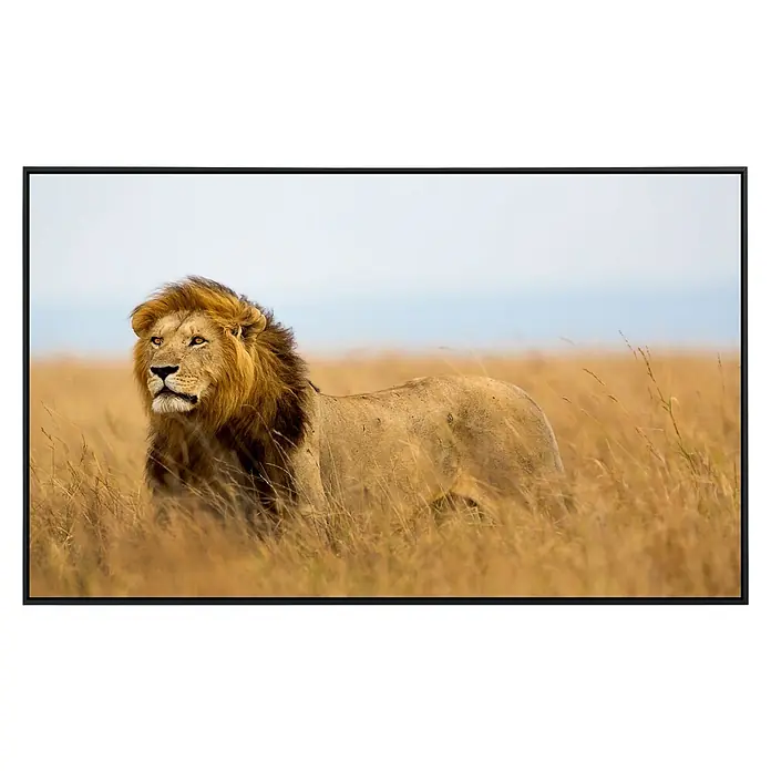 Papermoon Infrarot-Bildheizkörper Löwe in Masai Mara Kenia - 120 x 60 cm, 1.200 W - Ein majestätischer Löwe steht inmitten eines goldenen Feldes. Der Fokus liegt auf seiner kraftvollen Erscheinung und der natürlichen Umgebung.