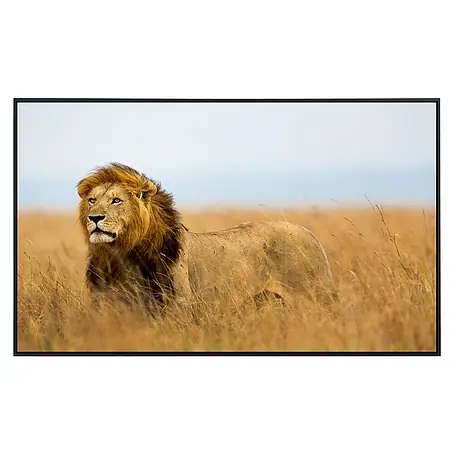 Papermoon  Infrarot-Bildheizkörper Löwe in Masai Mara Kenia