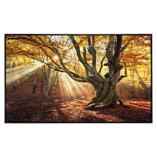 Papermoon Infrarot-Bildheizkörper Magischer alter Baum 1 (60 x 60 cm, 350 W)