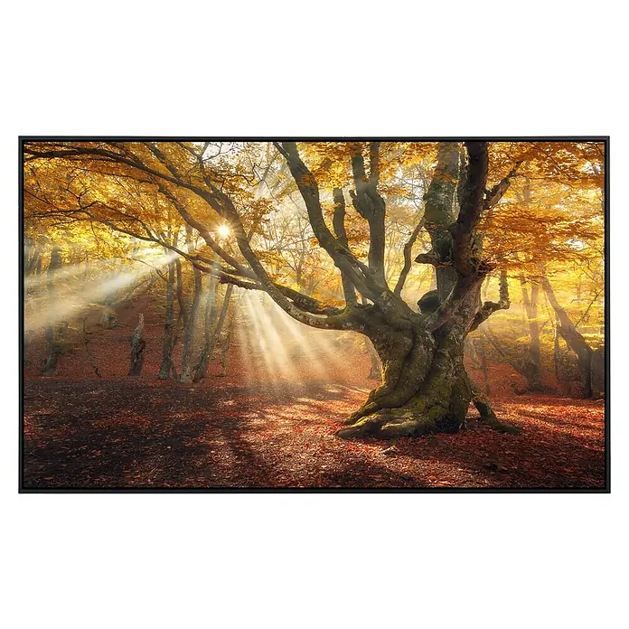Papermoon Infrarot-Bildheizkörper Magischer alter Baum 1 - 60 x 50 cm, 350 W - Herbstliche Waldszene mit Sonnenstrahlen und einem markanten Baum im Fokus. Stimmungsvolle Atmosphäre durch das goldene Lichtspiel.