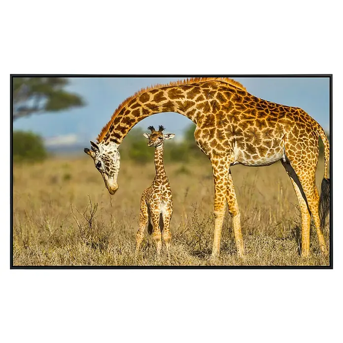 Papermoon Infrarot-Bildheizkörper Massai Giraffe die Baby schützt - 100 x 60 cm, 600 W - Ein ergreifendes Bild einer Giraffenmutter und ihrem Jungen in der afrikanischen Savanne, die Verbundenheit und Schutz zeigt.\n