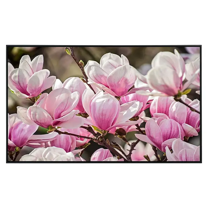 Papermoon Infrarot-Bildheizkörper Magnolienblumen - 90 x 50 cm, 450 W - Nahaufnahme von rosa Magnolienblüten mit filigranen Blütenblättern und zarten Farben vor unscharfem Hintergrund im Rahmen.