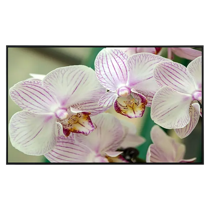 Papermoon Infrarot-Bildheizkörper Weiße Orchidee - 120 x 60 cm, 1.000 W - Nahaufnahme einer Gruppe gestreifter weiß-lila Orchideenblüten mit gelben und burgunderroten Akzenten, die Eleganz und exotische Schönheit zeigen.