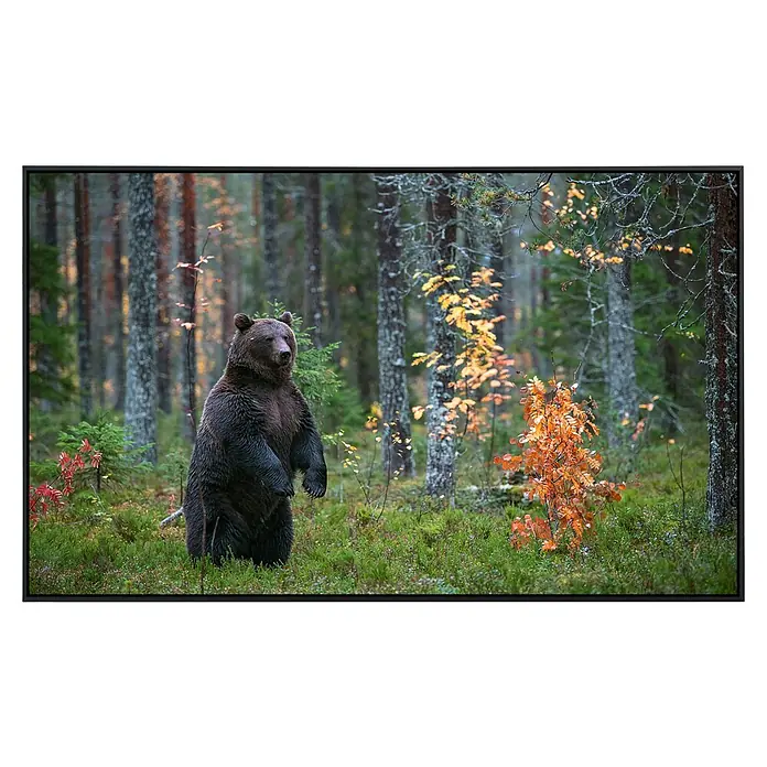 Papermoon Infrarot-Bildheizkörper Braunbär im Herbstwald - 1.000 x 600 mm, 600 W - Braunbär steht aufrecht in einem Herbstwald, umgeben von Bäumen und bunten Blättern, ein majestätischer Anblick in der Natur.