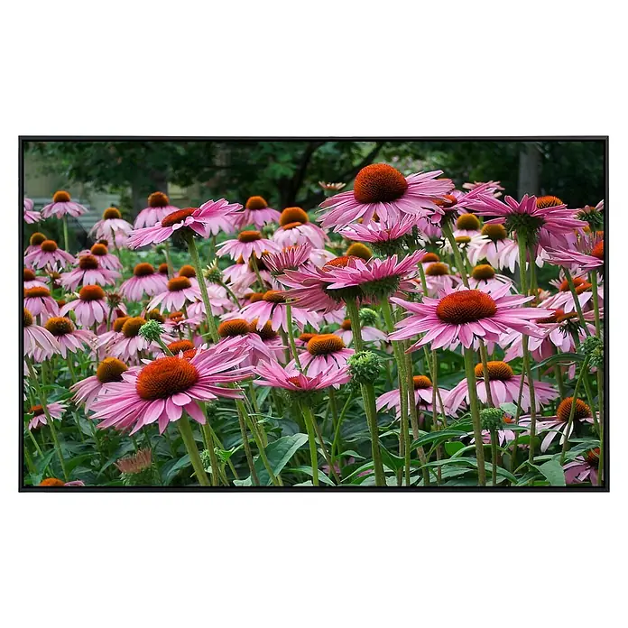 Papermoon Infrarot-Bildheizkörper Sommerblumen - 60 x 50 cm, 350 W - Ein Feld voller leuchtend rosa Echinacea-Blüten mit braunen Köpfen. Die Blüten stehen in voller Blüte und bieten einen schönen Anblick.