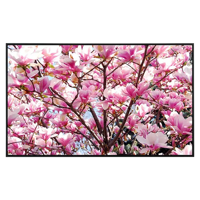 Papermoon Infrarot-Bildheizkörper Blühende Magnolie - 120 x 60 cm, 1.000 W - Nahaufnahme eines blühenden Magnolienbaums mit zarten rosa Blüten vor einem verschwommenen Hintergrund. Ein wunderschönes Naturschauspiel im Frühling.