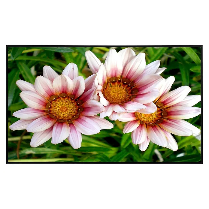 Papermoon Infrarot-Bildheizkörper Afrikanische Gazania Blumen - 100 x 60 cm, 800 W - Nahaufnahme von drei Gazanienblüten in Weiß und Rosa mit gelben Zentren vor einem grünen Hintergrund.