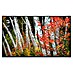Papermoon Infrarot-Bildheizkörper Herbst Birkenwald 1 