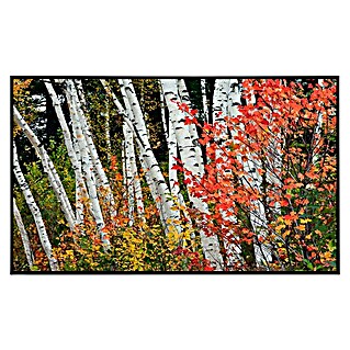 Papermoon Infrarot-Bildheizkörper Herbst Birkenwald 1 (60 x 60 cm, 350 W)