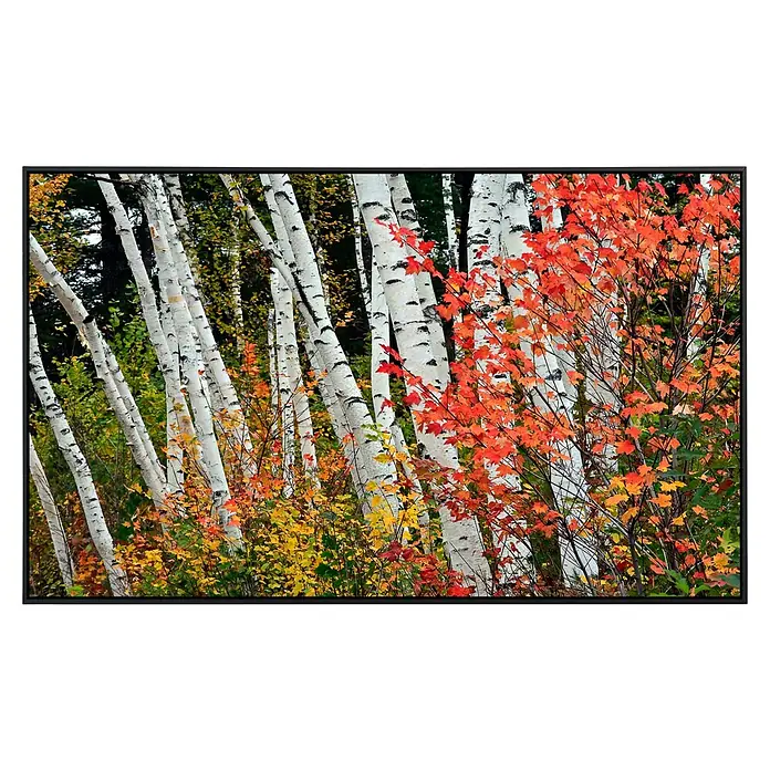 Papermoon Infrarot-Bildheizkörper Herbst Birkenwald 1 - 100 x 60 cm, 800 W - Herbstliche Birkenwaldszene mit leuchtend roten und gelben Blättern im Vordergrund, gerahmt von einem schwarzen Rand.