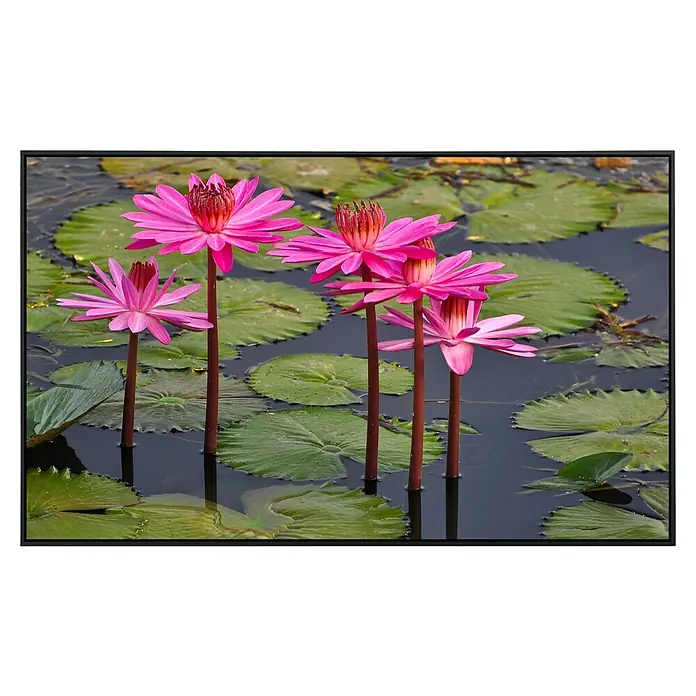 Papermoon Infrarot-Bildheizkörper Rosa Lotus - 90 cm x 500 mm, 450 W - Eine Nahaufnahme von vier wunderschönen rosafarbenen Wasserlilien, die inmitten grüner Seerosenblätter auf dem Wasser stehen.